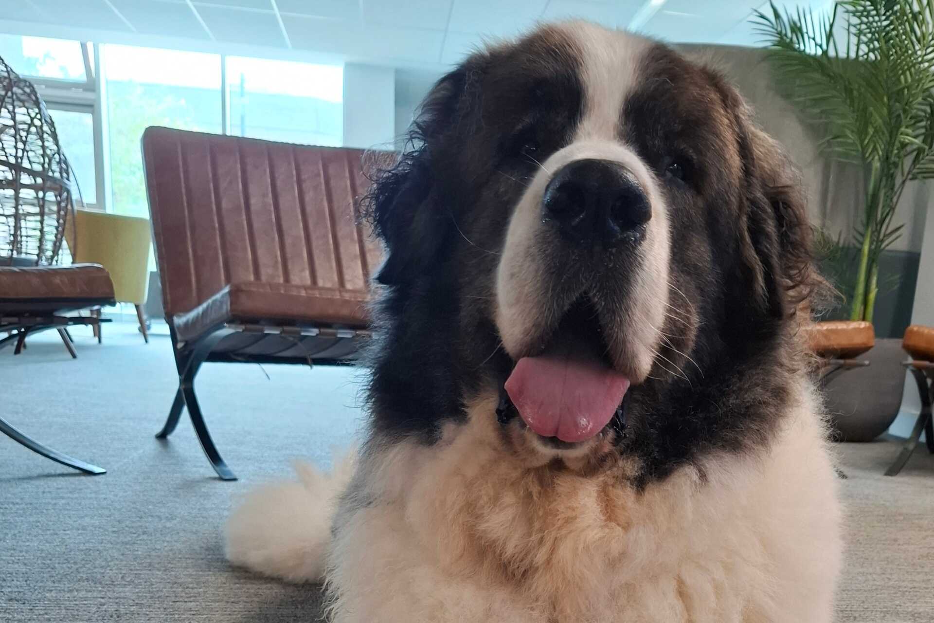 Photograph of Pancho the dog