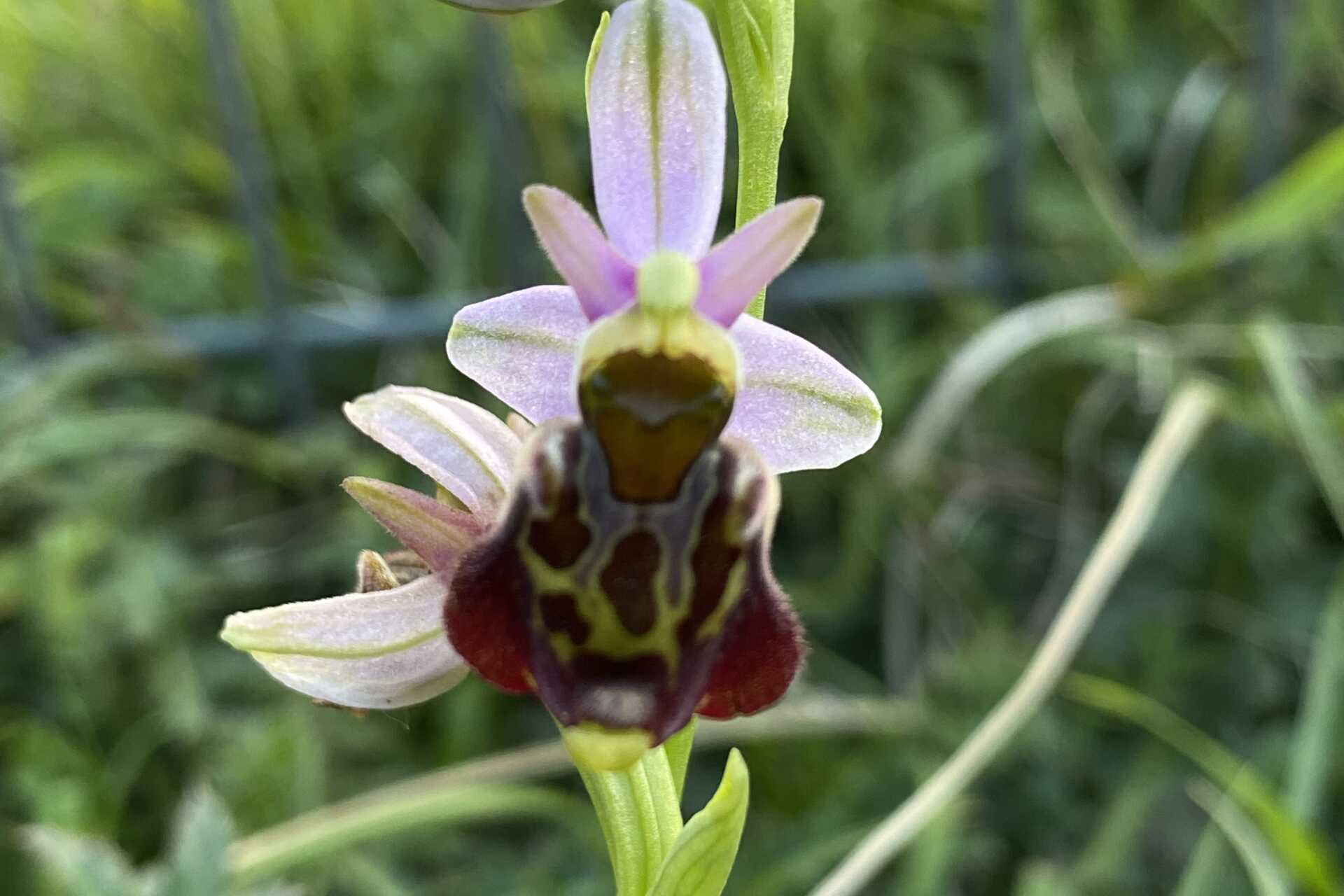 A picture of the Late Spider Orchid (Ophrys fuciflora)