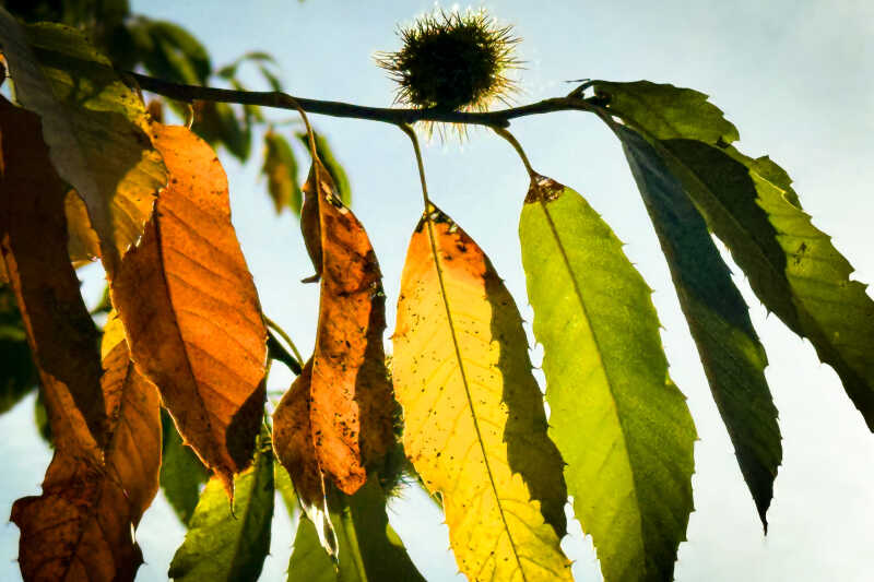 Image shows Autumn leaves on a tree branch