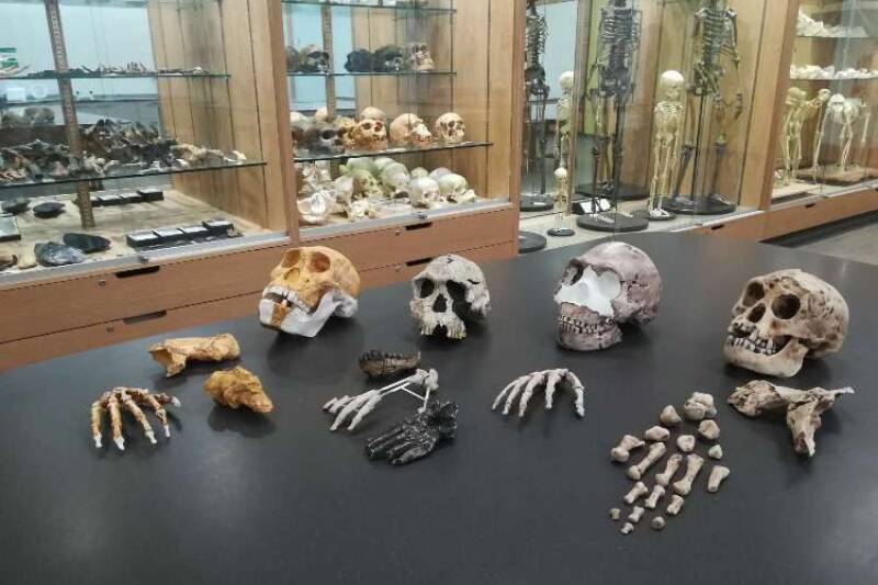 Hominid skulls and hand bones on a laboratory bench with glass display cases of hominid bones in the background