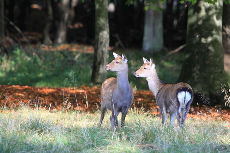 Two deer standing in a woodland glad both looking at something out of shot to the left