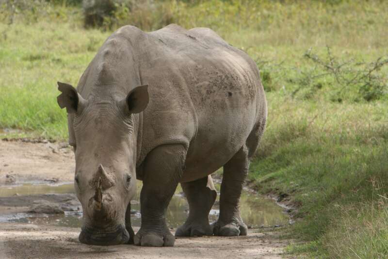 Rhinoceros looking at camera with head near the ground on a mud path with grass behind