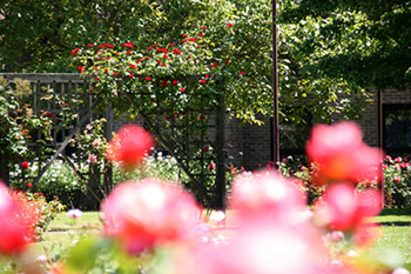 Darwin College rose garden