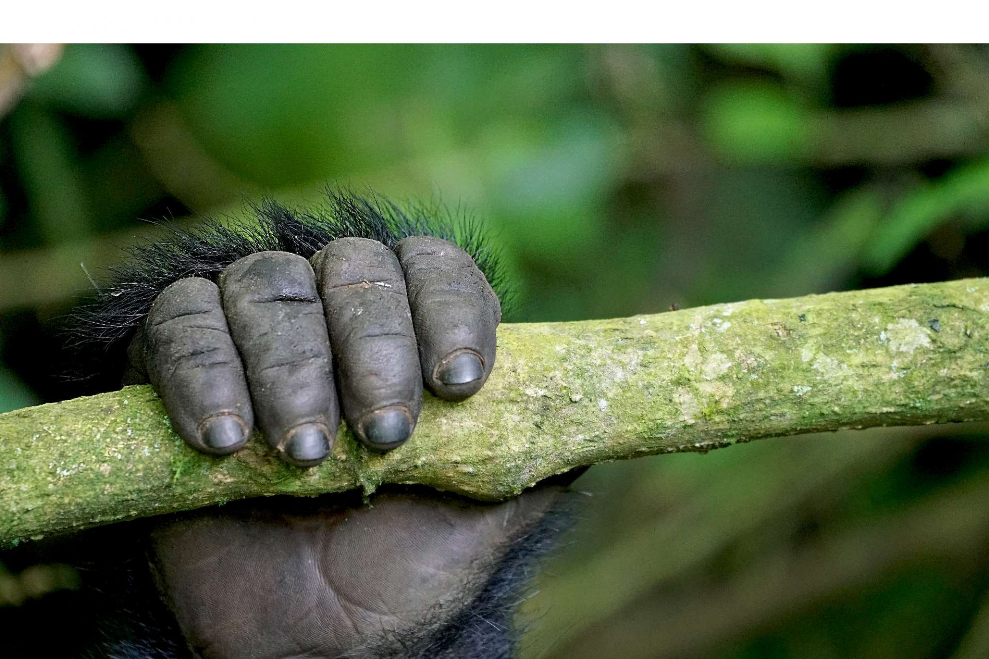 Close-up of gorilla's fingers gripping a tree branch