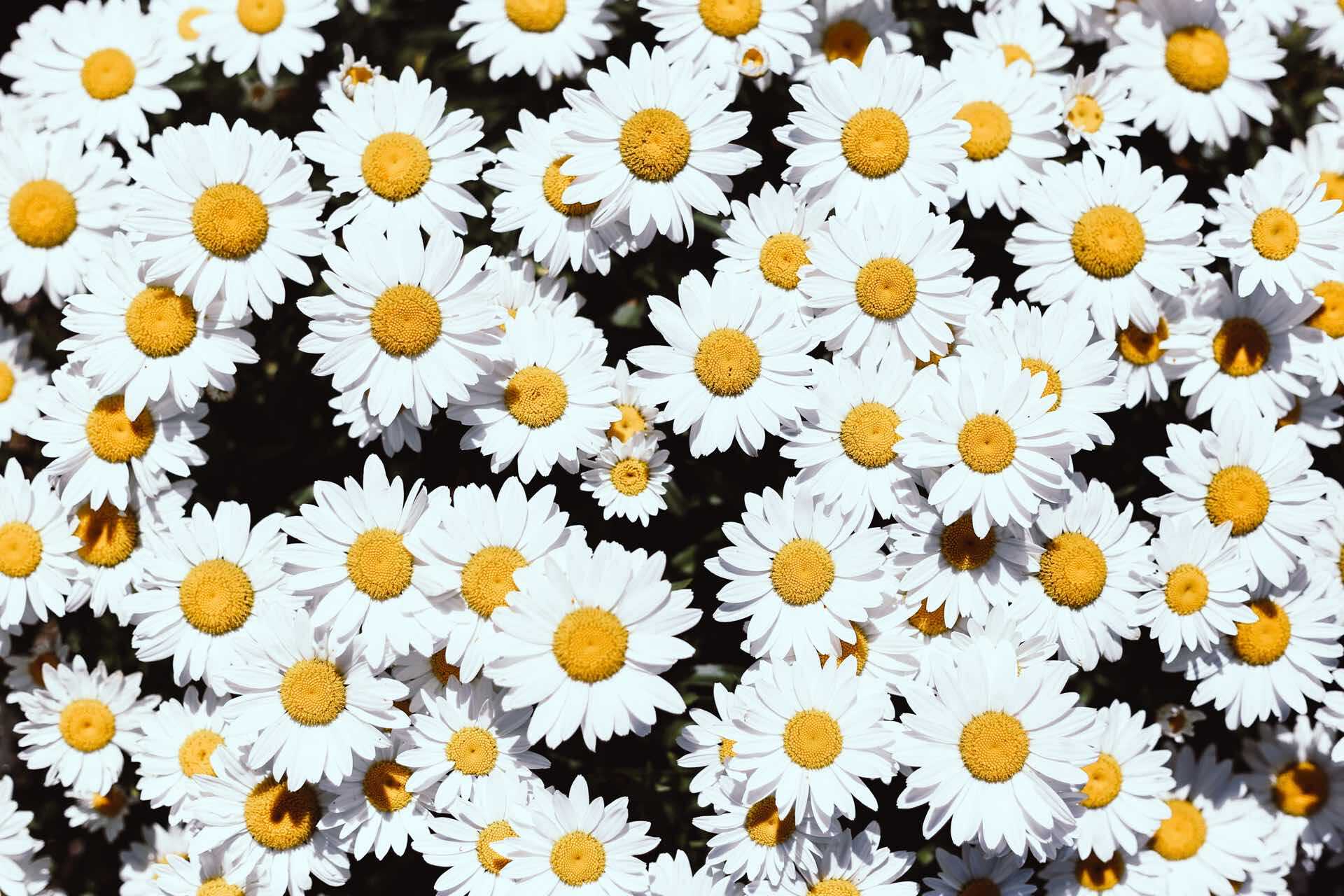 lots of daisies, from above