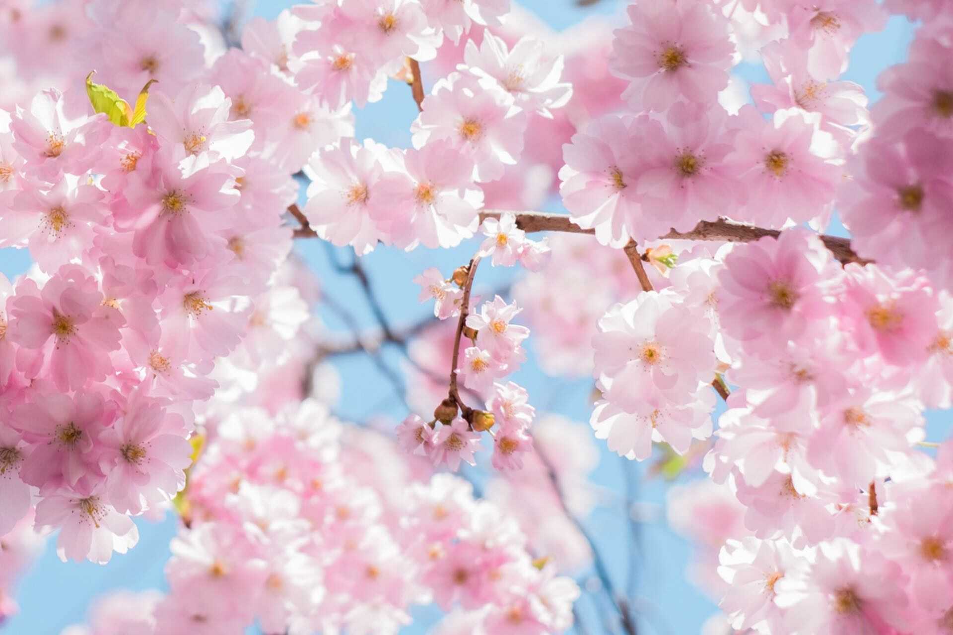 pink blossom on a tree