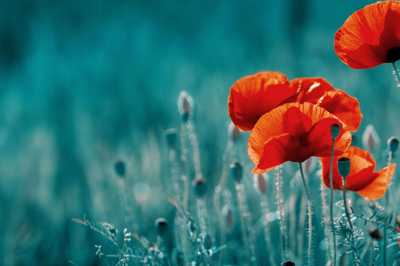 Red poppies in a field